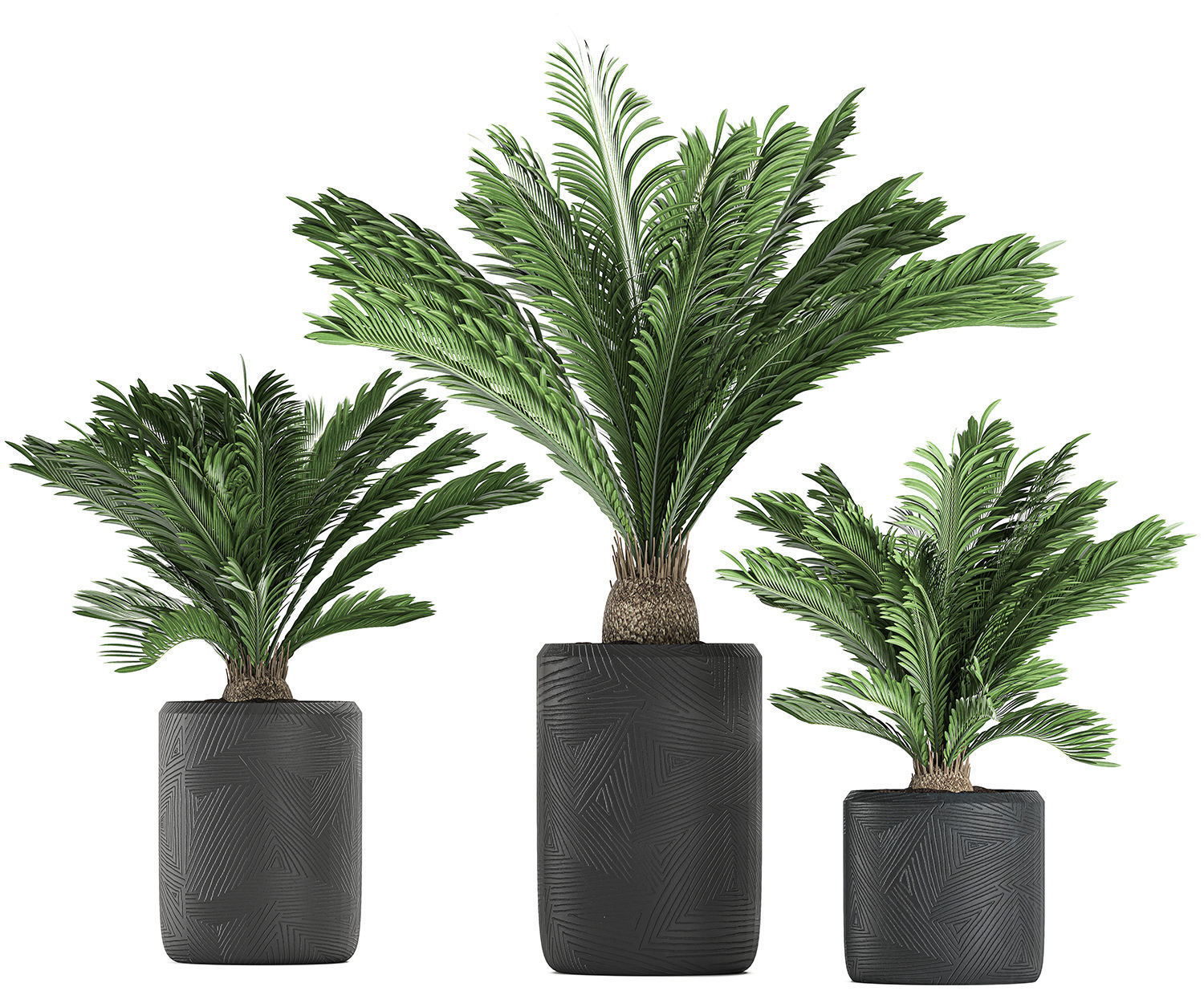 Decorative Cycas palm in a black flowerpot 624 3D model_6