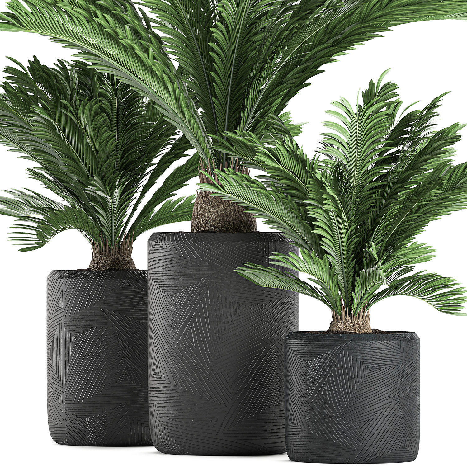 Decorative Cycas palm in a black flowerpot 624 3D model_3