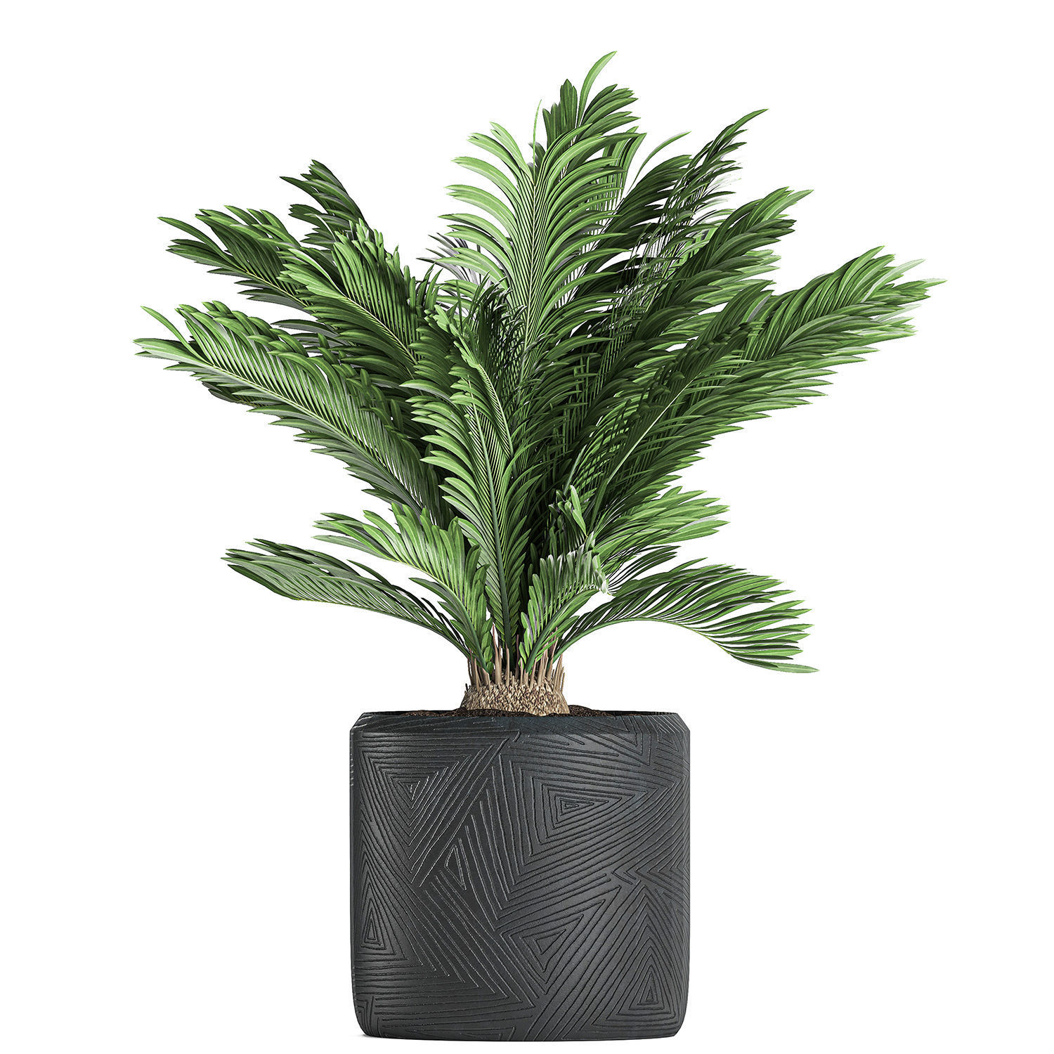 Decorative Cycas palm in a black flowerpot 624 3D model_2