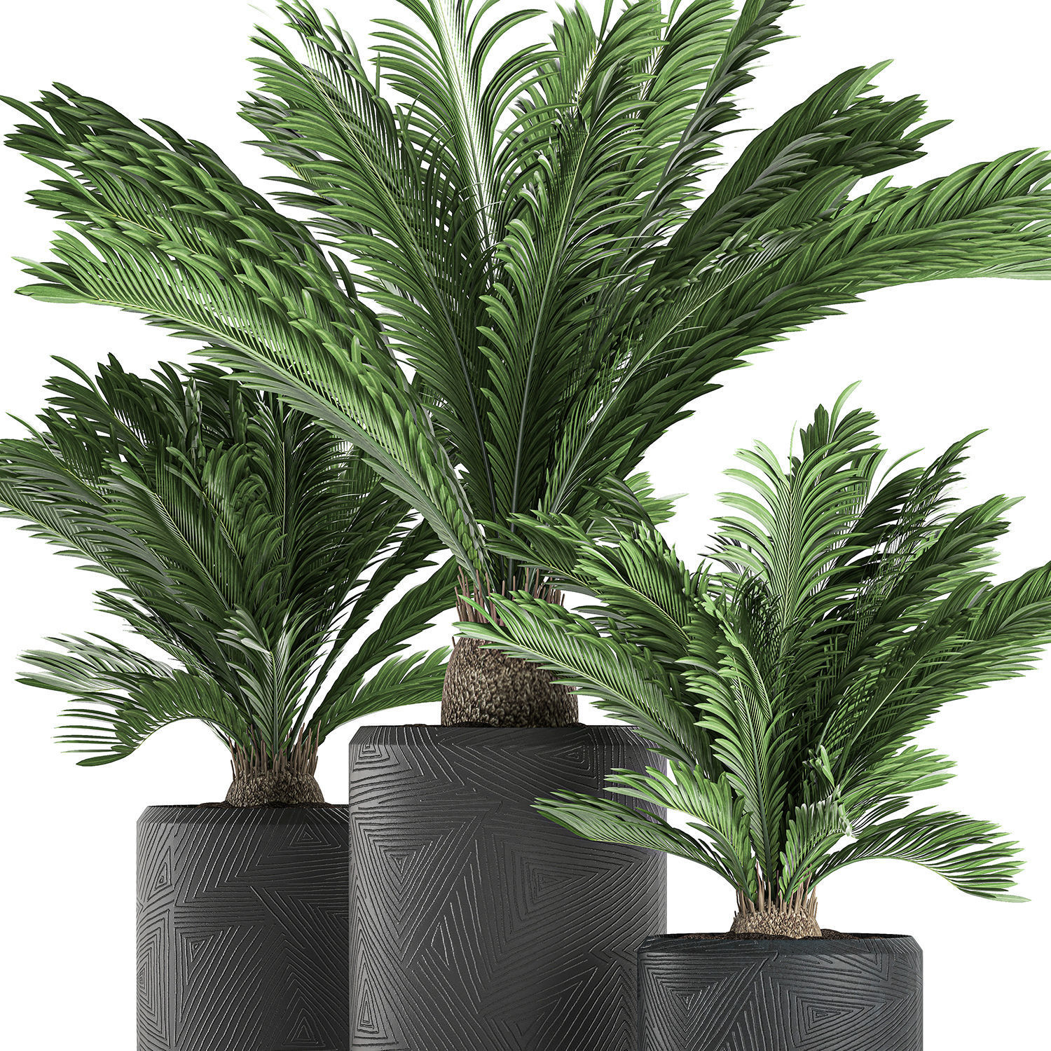 Decorative Cycas palm in a black flowerpot 624 3D model_1