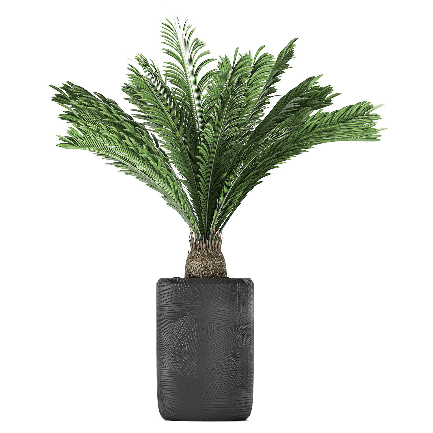Decorative Cycas palm in a black flowerpot 624 3D model_4