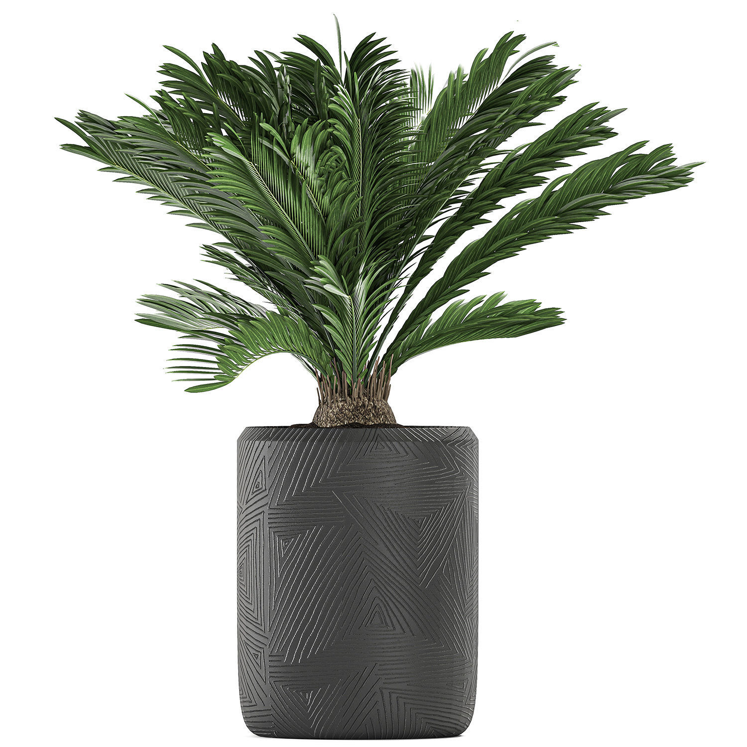 Decorative Cycas palm in a black flowerpot 624 3D model_5