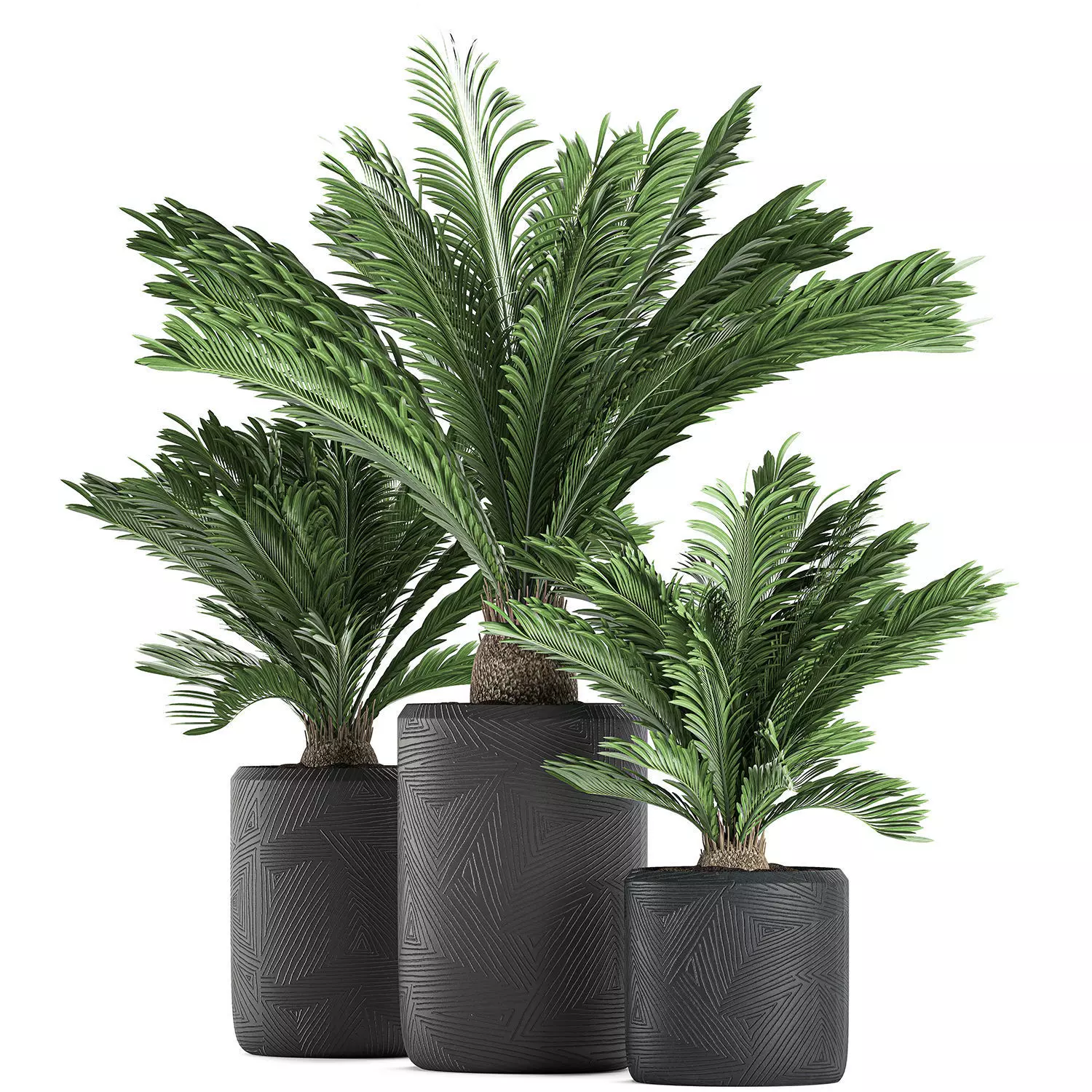 Decorative Cycas palm in a black flowerpot 624 3D model_0