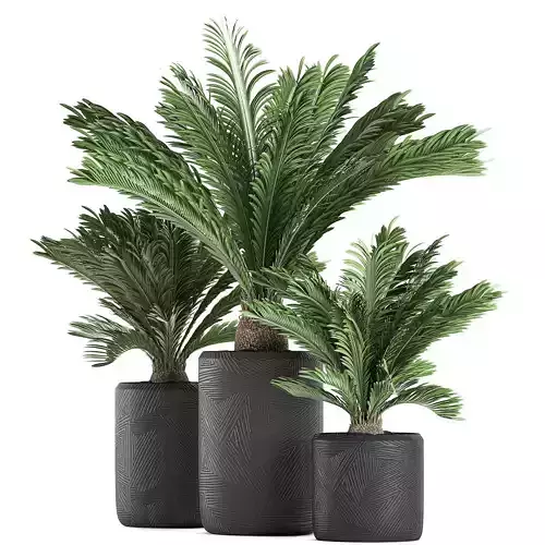 Decorative Cycas palm in a black flowerpot 624 3D model