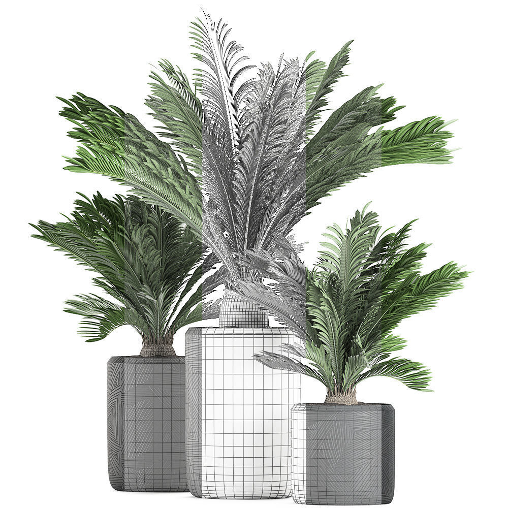 Decorative Cycas palm in a black flowerpot 624 3D model_7
