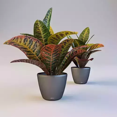 Croton in pot