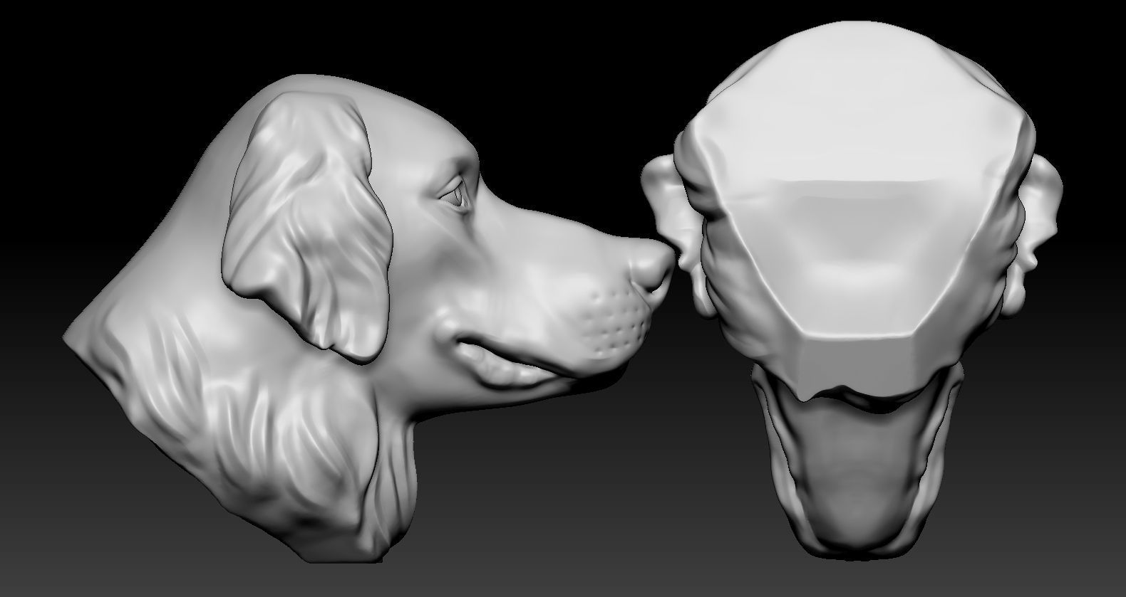 Golden retriever Head 3D print model_5