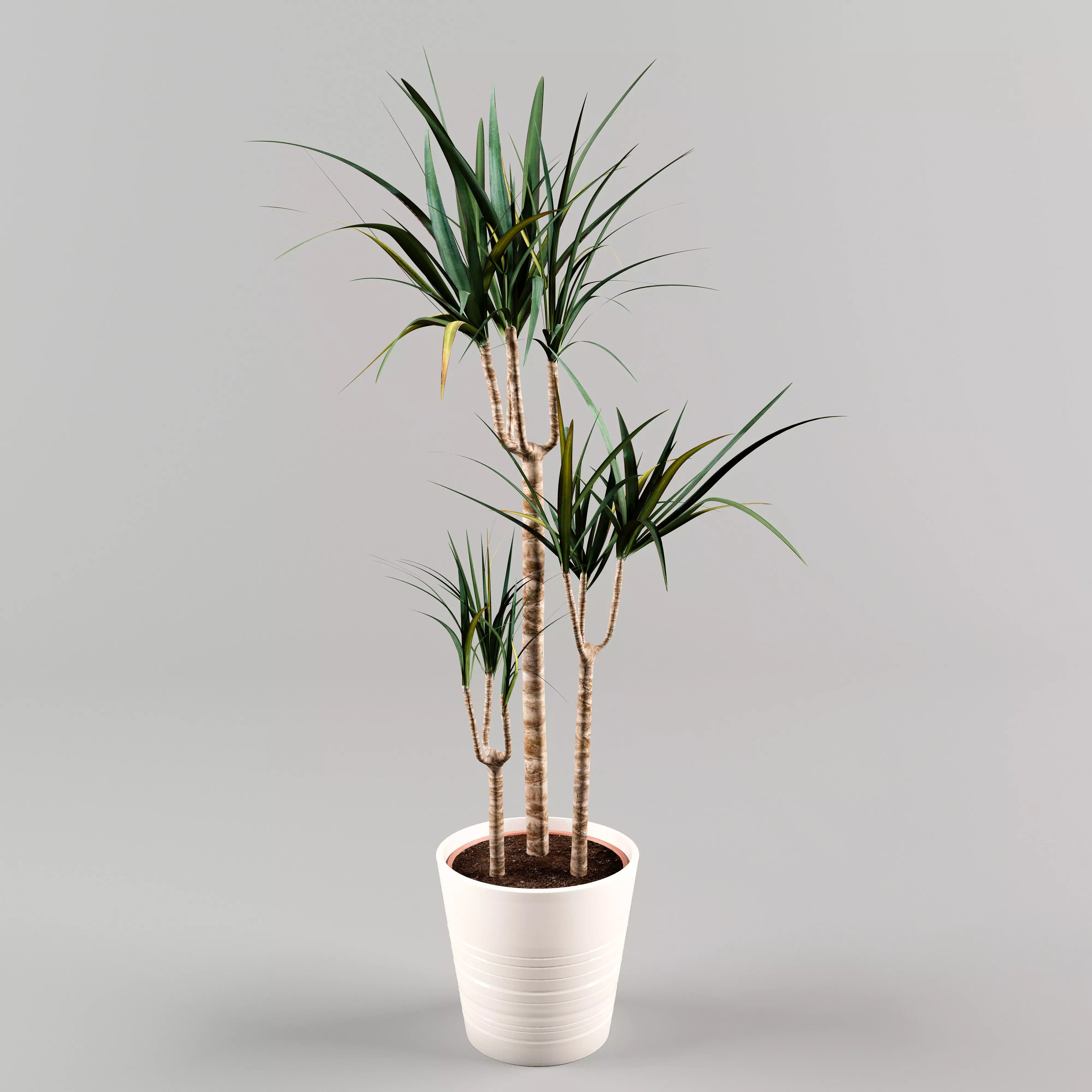 Indoor Plant 3d Model - Interior Draecaena Species Free 3D model_0