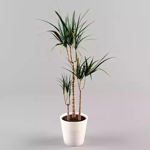 Indoor Plant 3d Model - Interior Draecaena Species Free 3D model