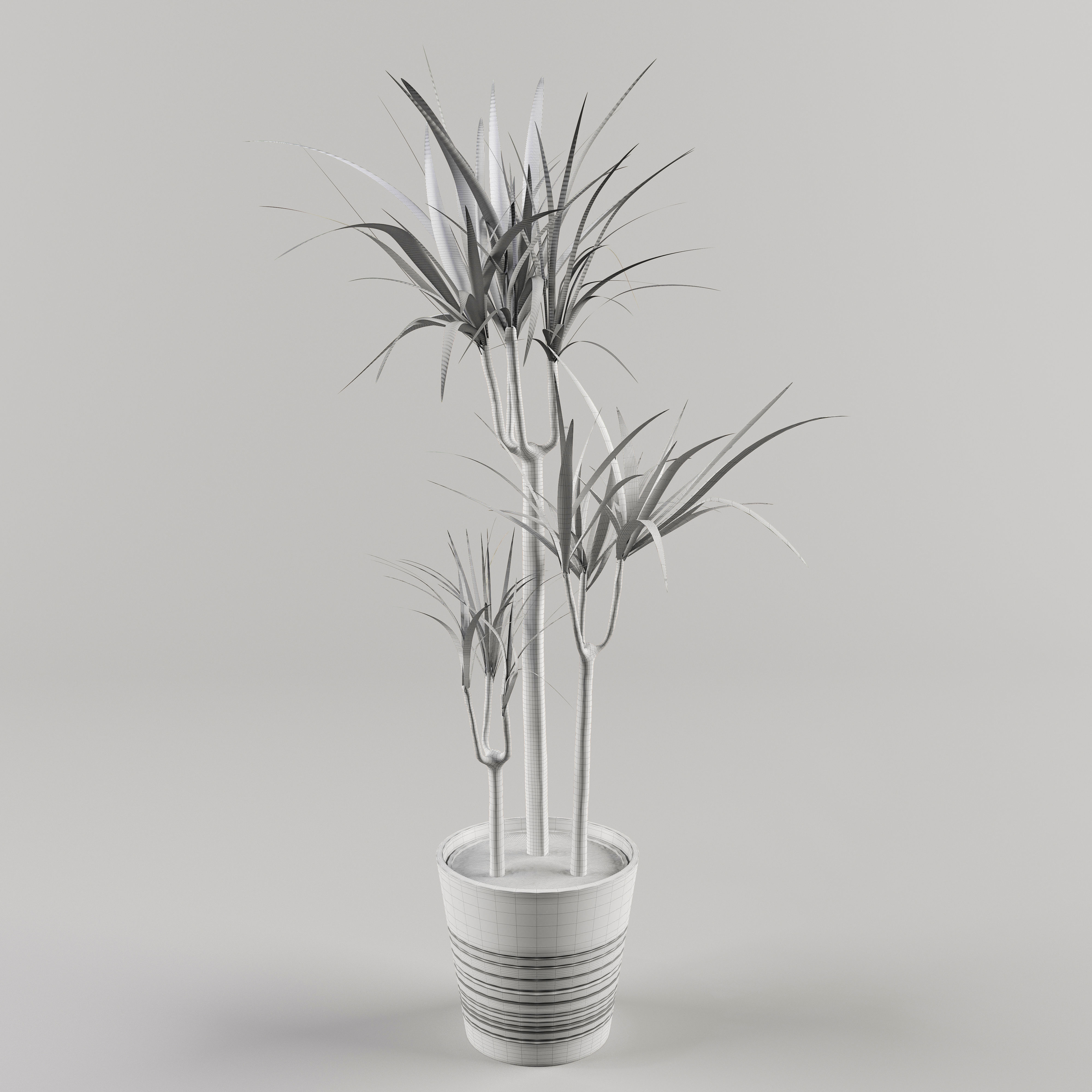 Indoor Plant 3d Model - Interior Draecaena Species Free 3D model_1