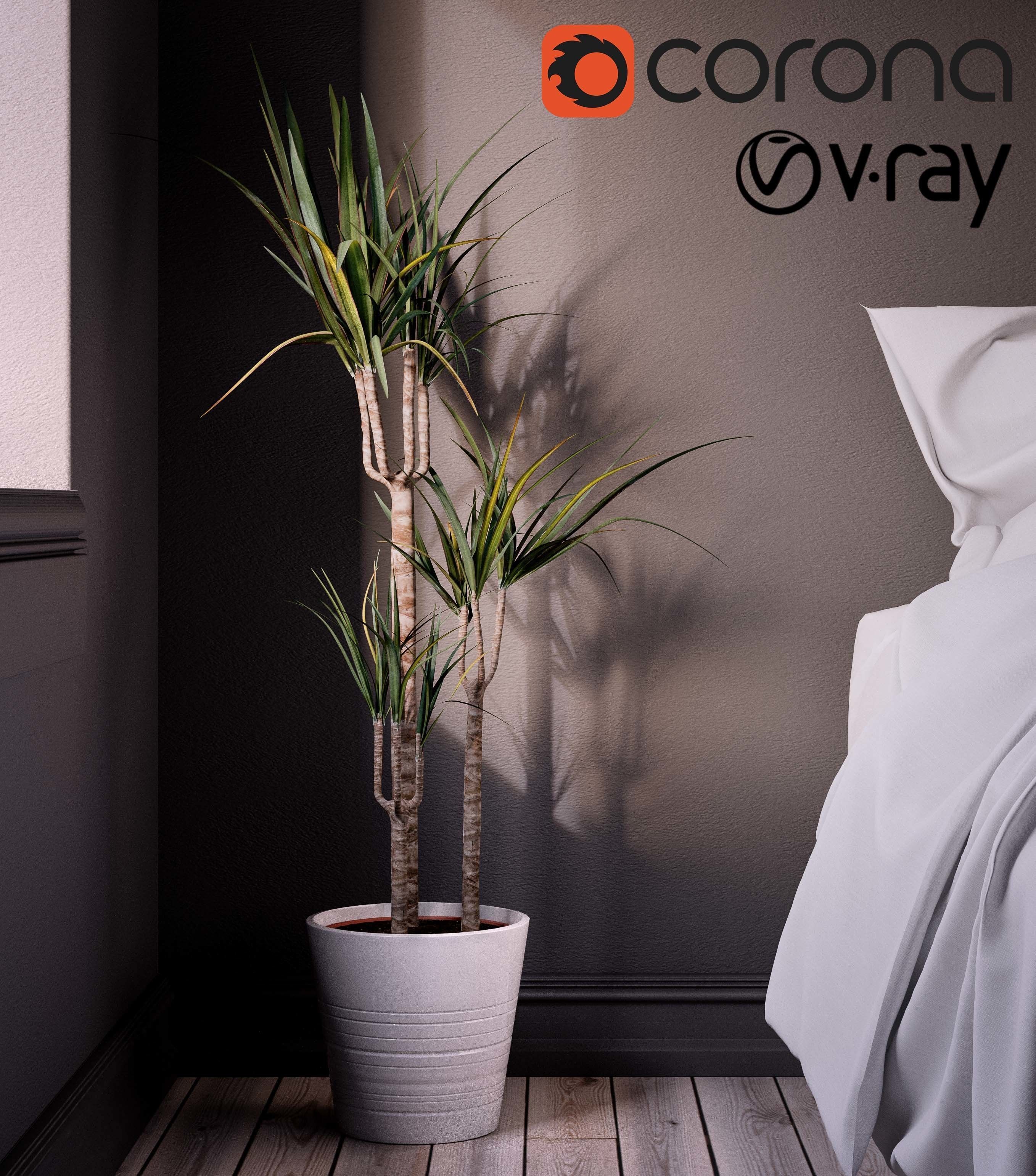 Indoor Plant 3d Model - Interior Draecaena Species Free 3D model_2