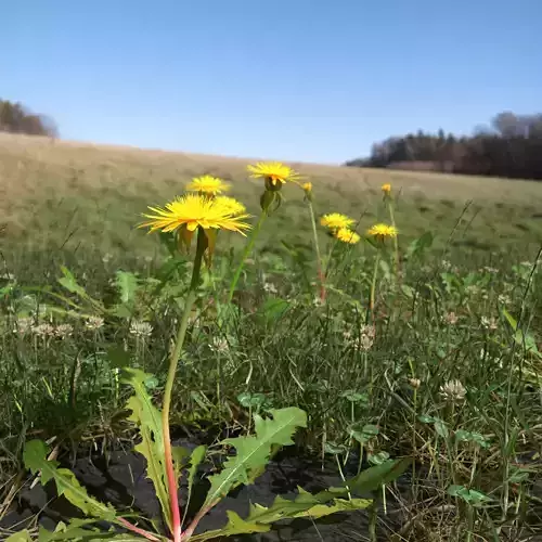 Dandelion Meadow Patch 3D model