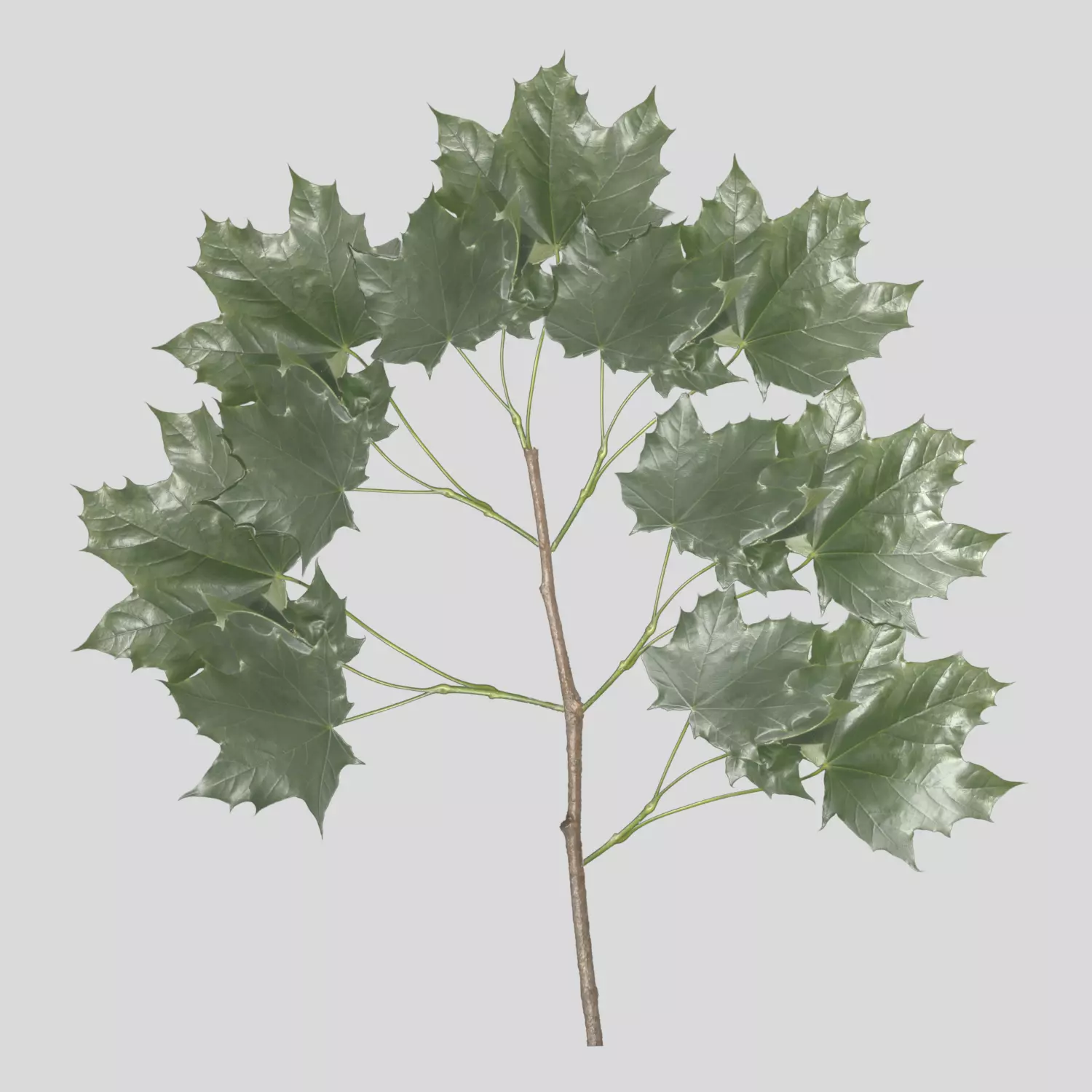 GREEN AND RED MAPLE BRANCH PLANE TEXTURES Texture