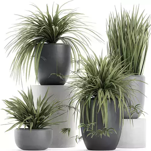 Decorative Cycas palm in a black flowerpot 625