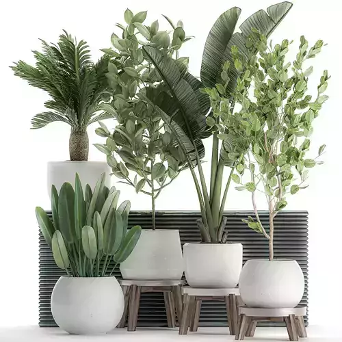 Decorative plants for the interior in white flowerpots 626