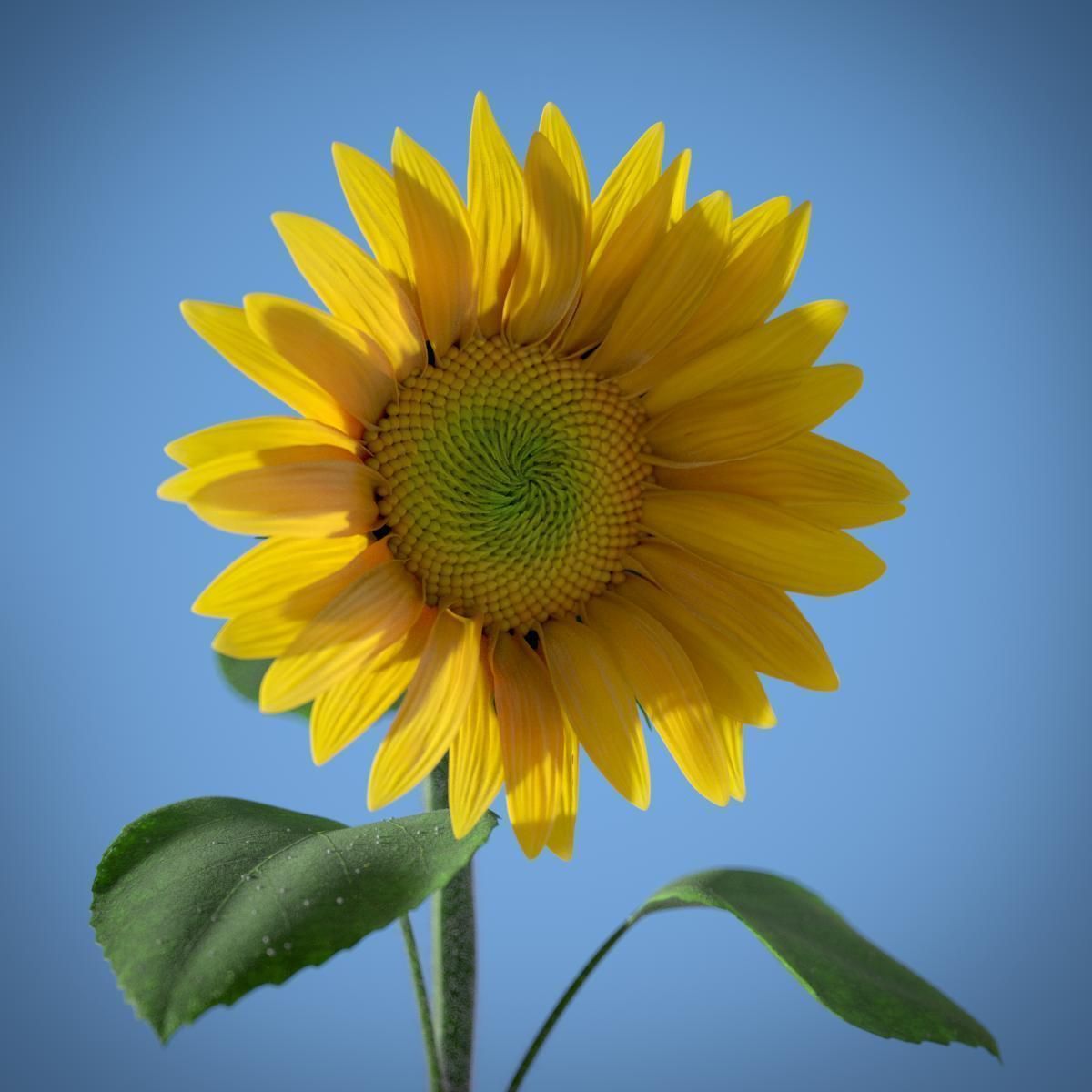 Sunflower 3D model_3