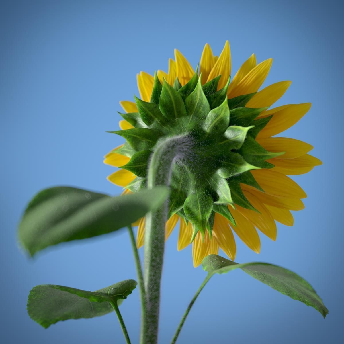 Sunflower 3D model_2