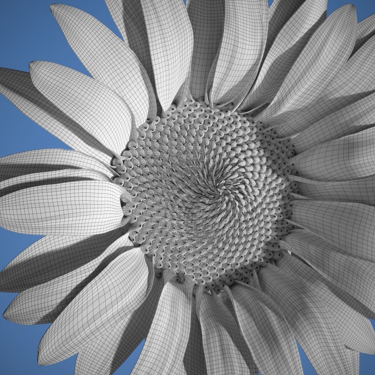 Sunflower 3D model_7