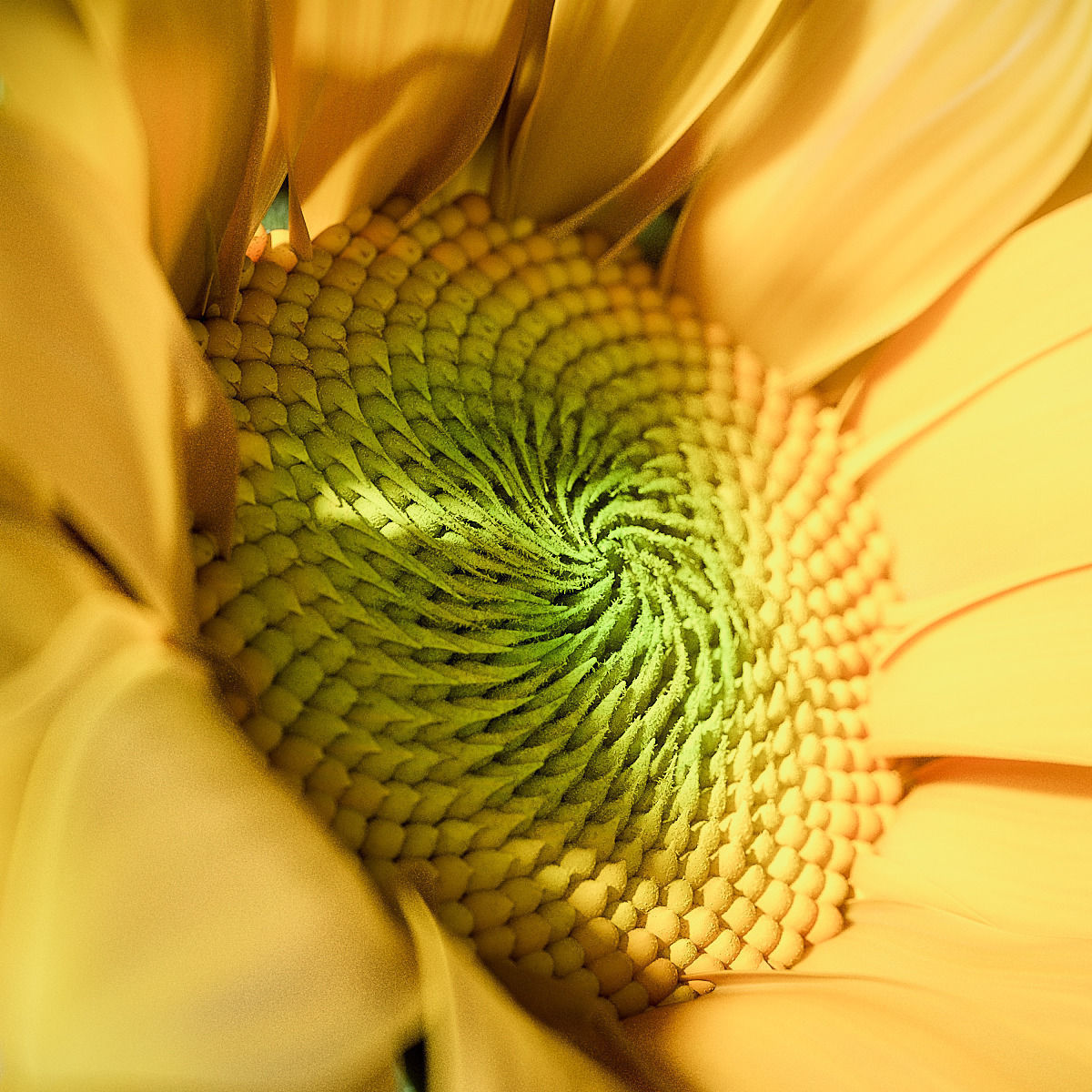 Sunflower 3D model_4