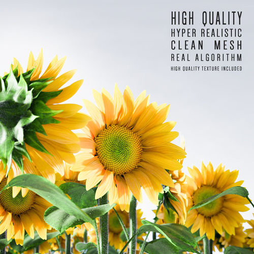 Sunflower 3D model