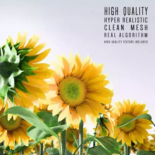 Sunflower 3D model