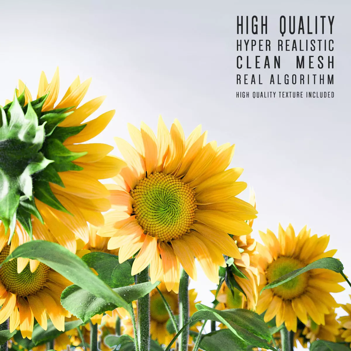 Sunflower 3D model_0