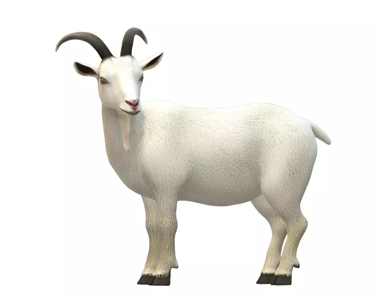 Goat 3D model 3D model_0