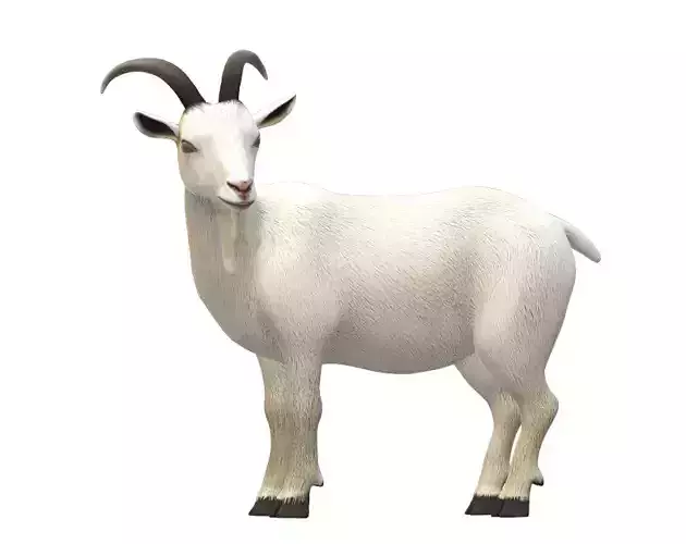 Goat 3D model