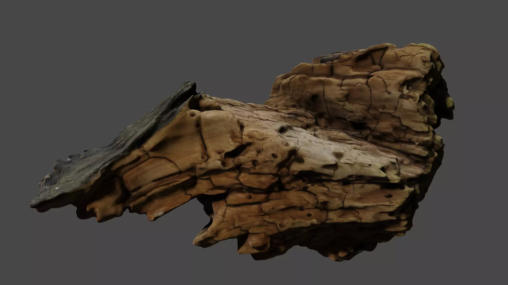 Photo-realistic bark Free 3D model