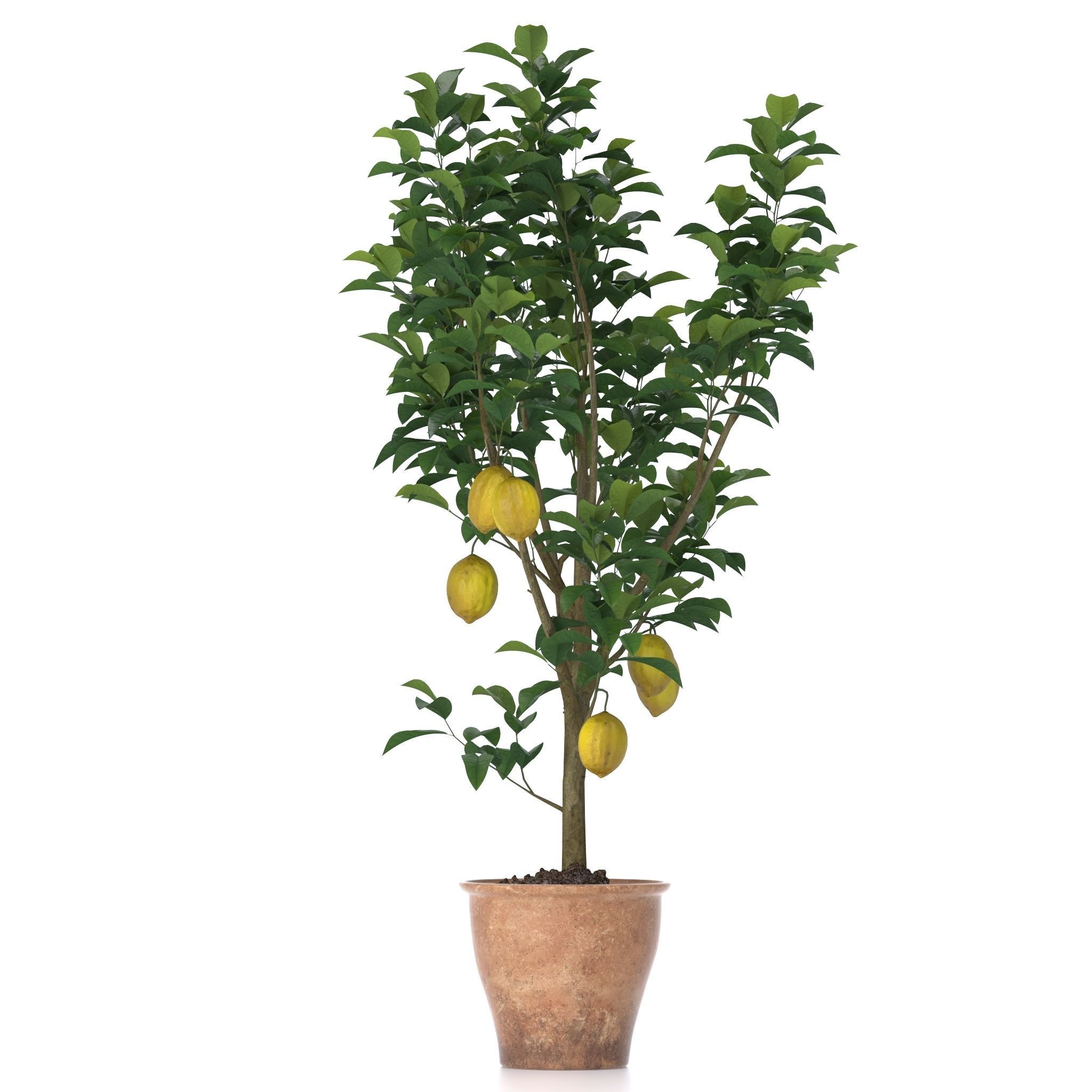 Lemon Tree 3d model 3D model_0