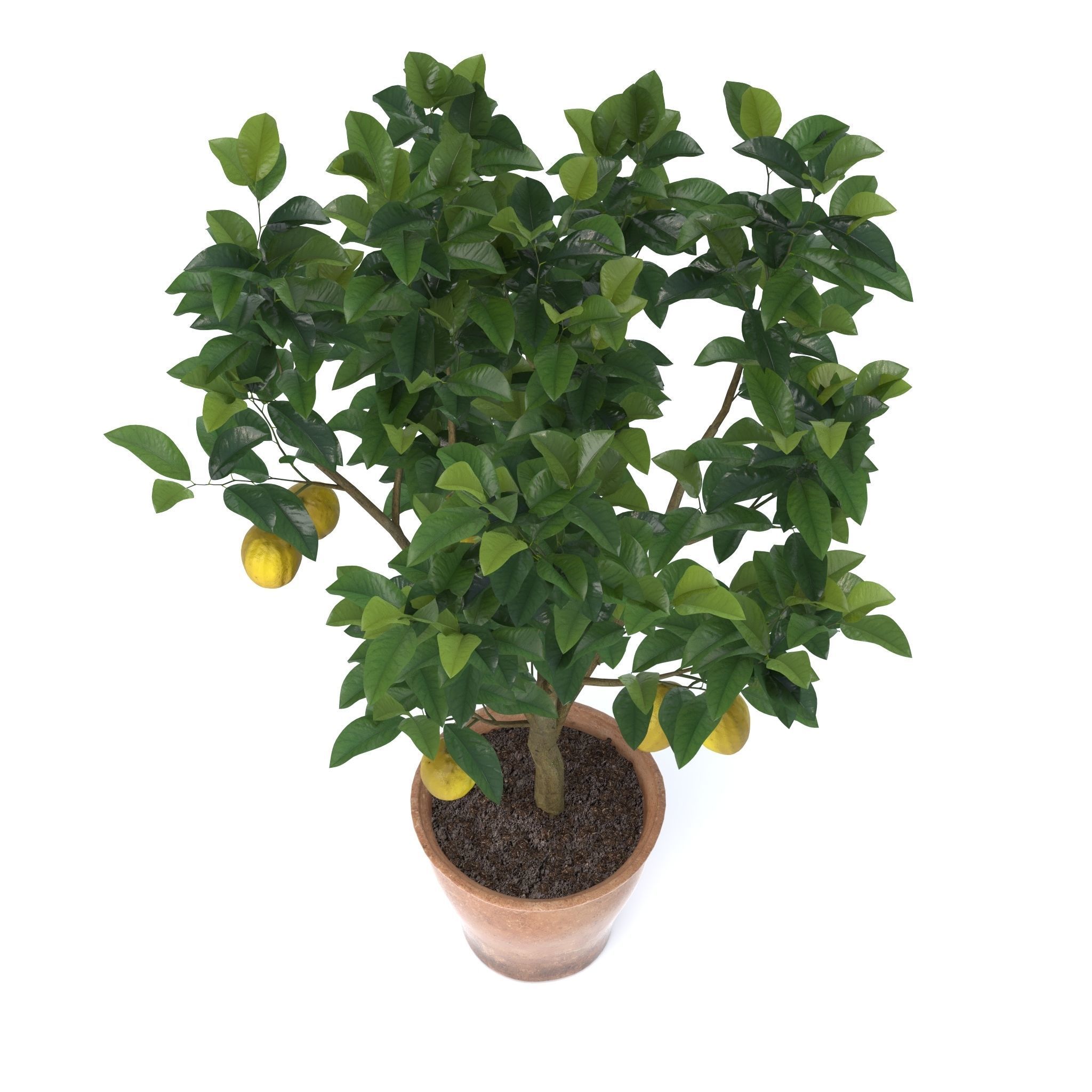 Lemon Tree 3d model 3D model_3