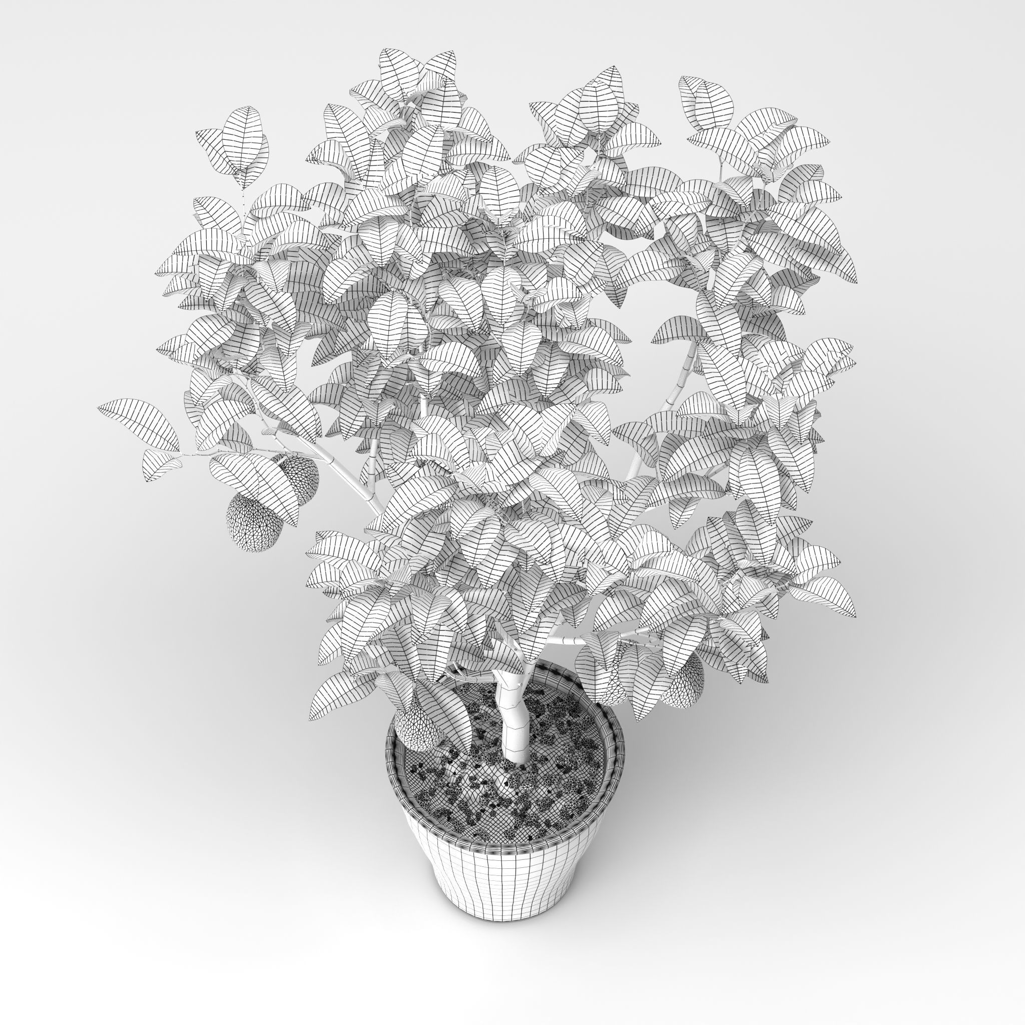 Lemon Tree 3d model 3D model_6