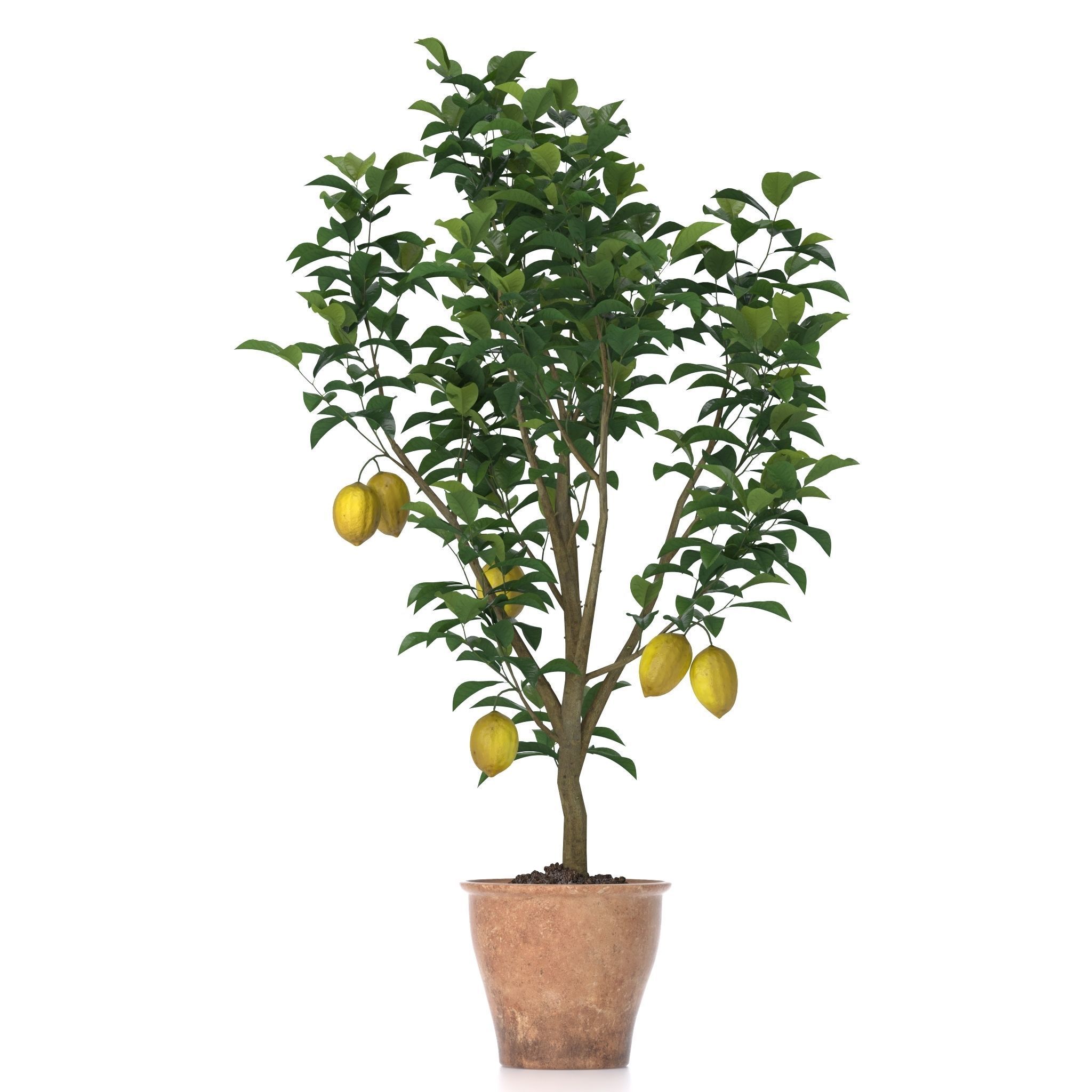 Lemon Tree 3d model 3D model_2