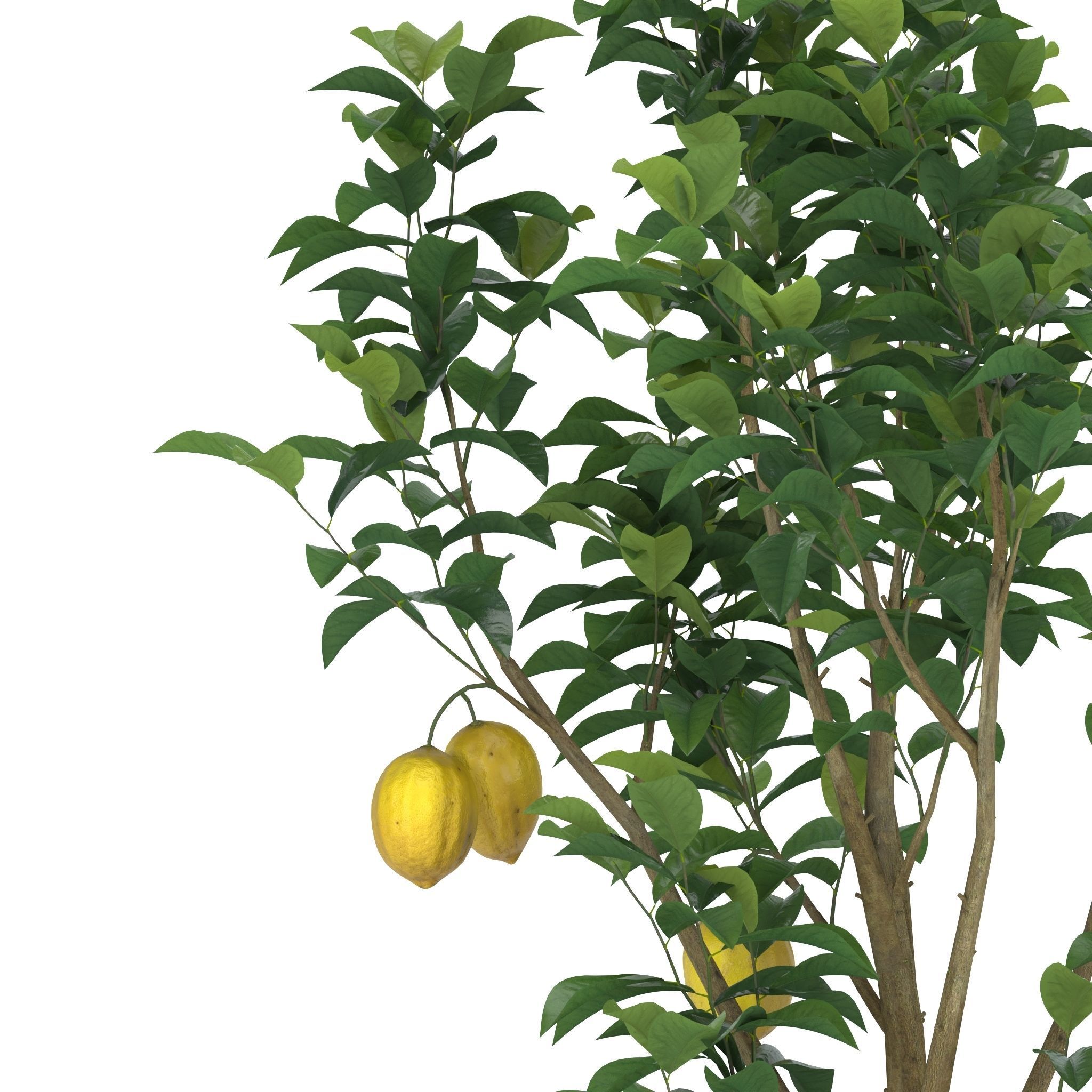 Lemon Tree 3d model 3D model_4