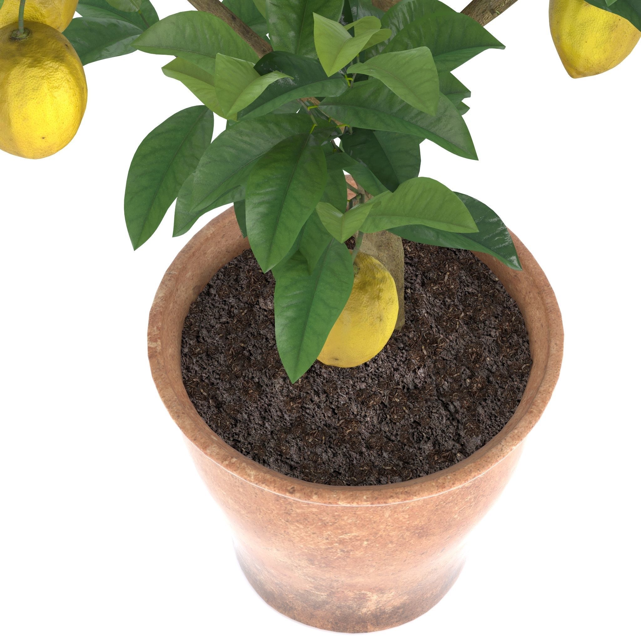 Lemon Tree 3d model 3D model_1