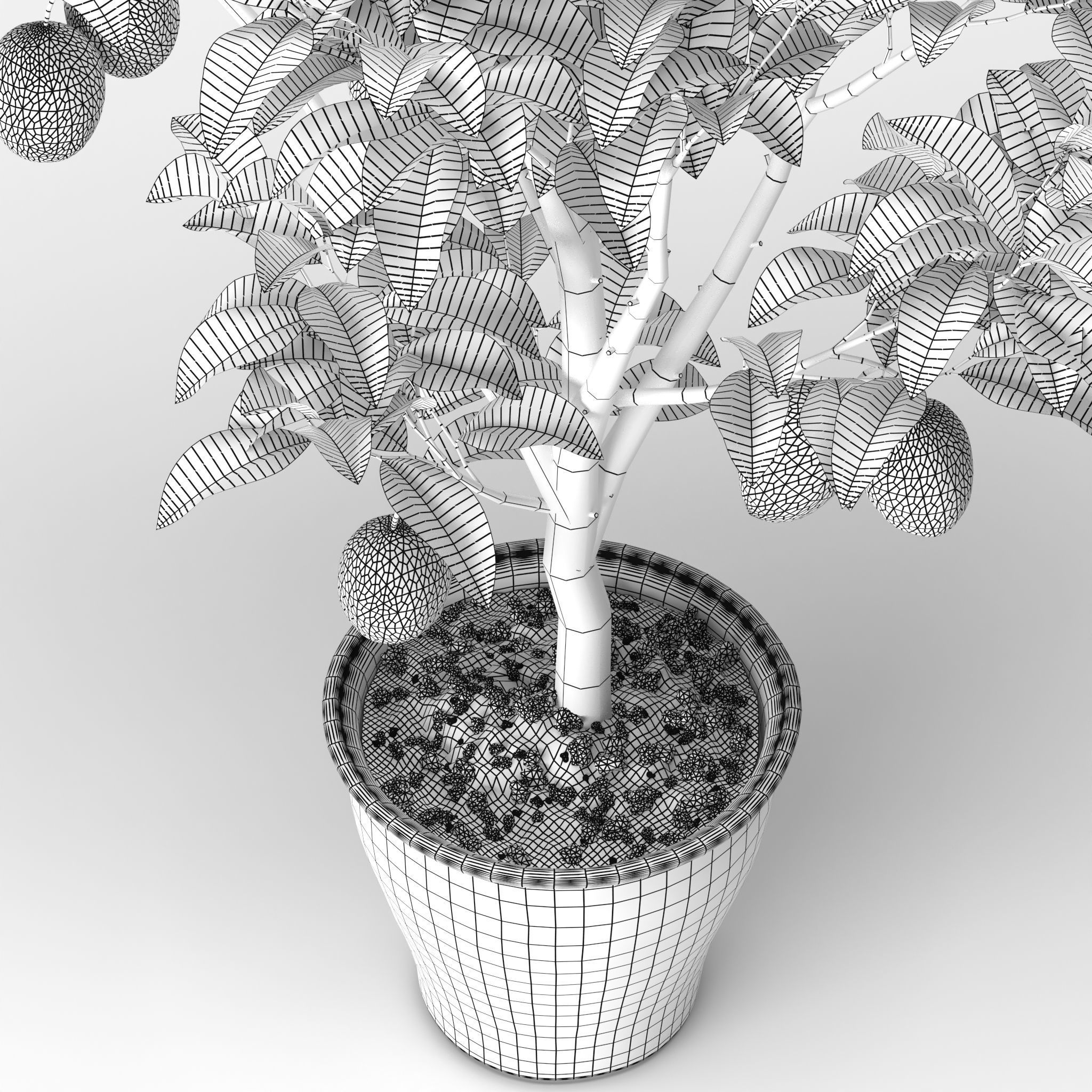 Lemon Tree 3d model 3D model_5