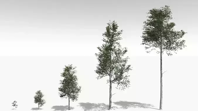 Quaking Aspen Model in Multiple Growth Stages 3D model
