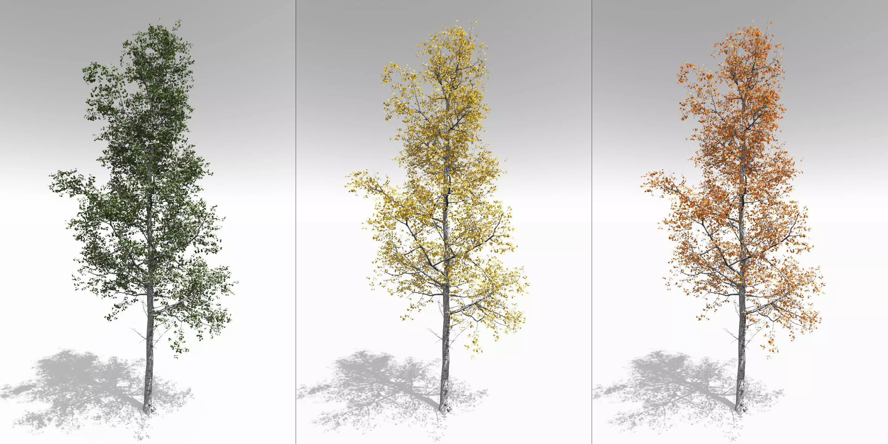 Seasonal Adult Quaking Aspen - Variation 1 3D model_0