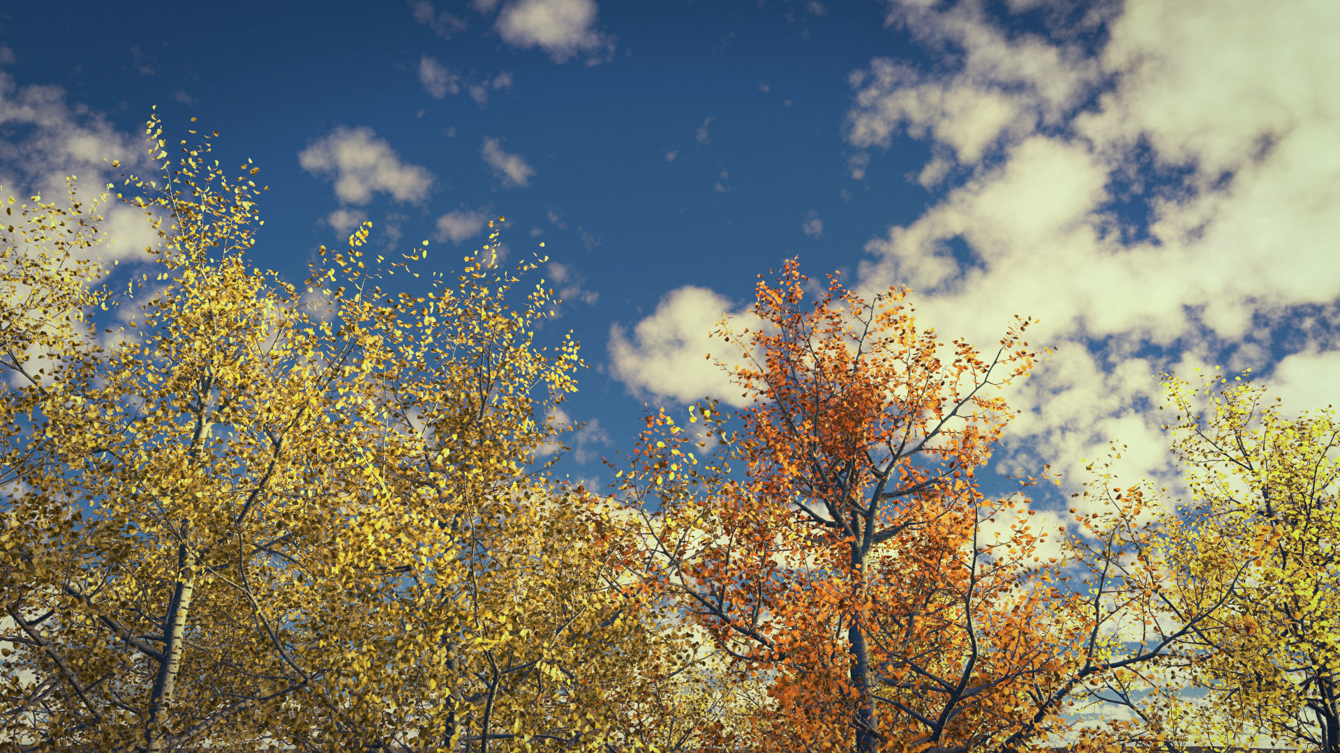 Seasonal Adult Quaking Aspen - Variation 1 3D model_2