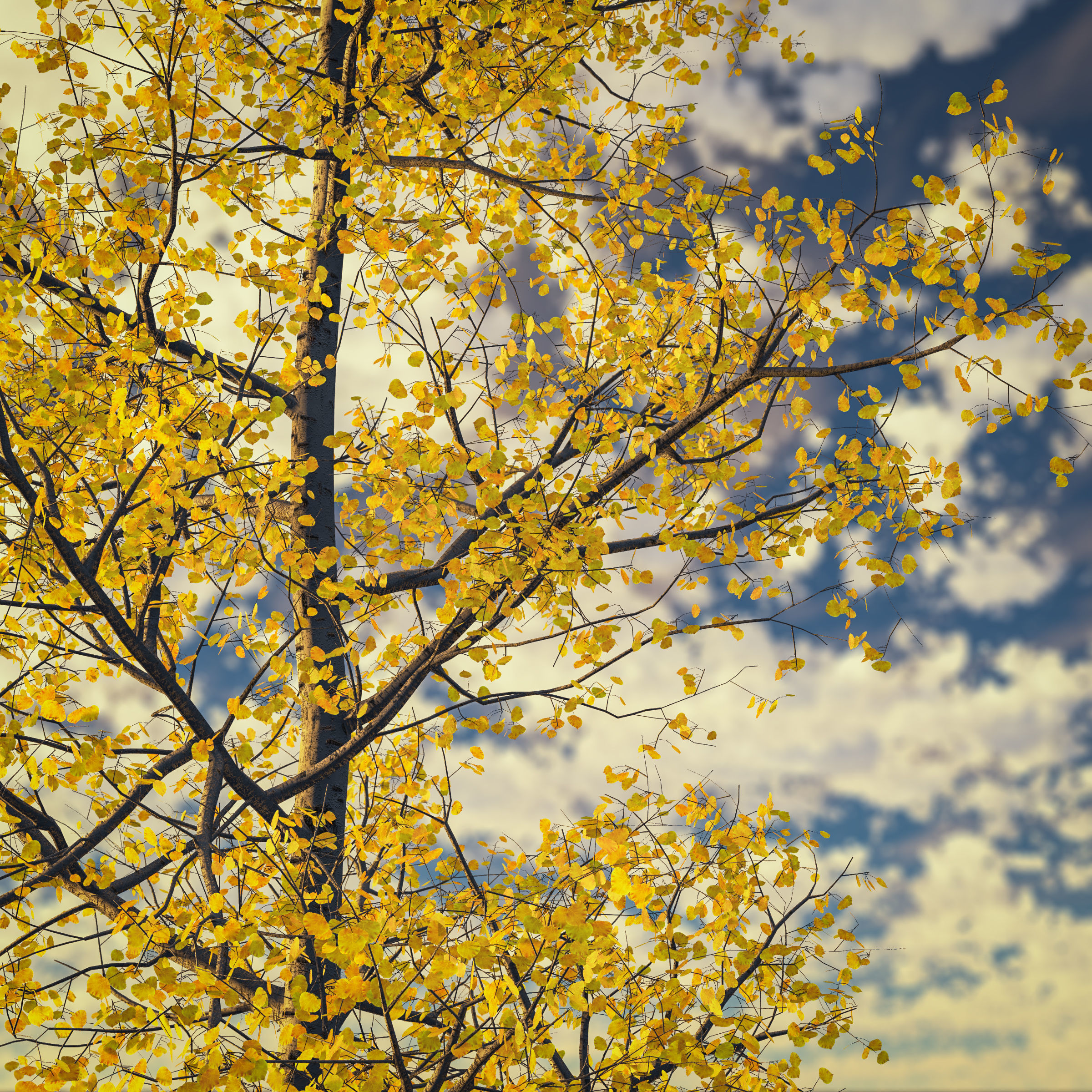 Seasonal Adult Quaking Aspen - Variation 1 3D model_4