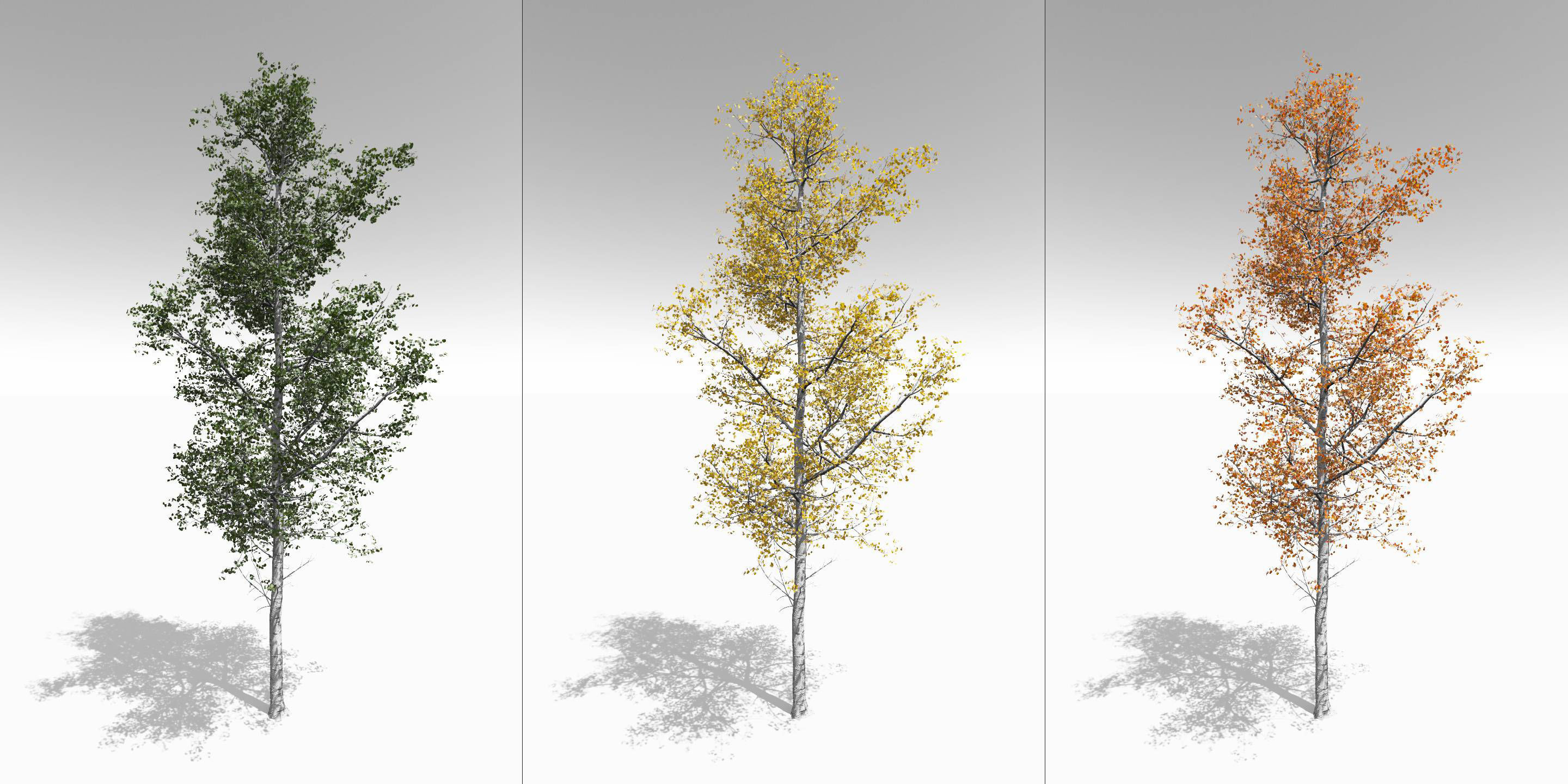 Seasonal Adult Quaking Aspen - Variation 1 3D model_1