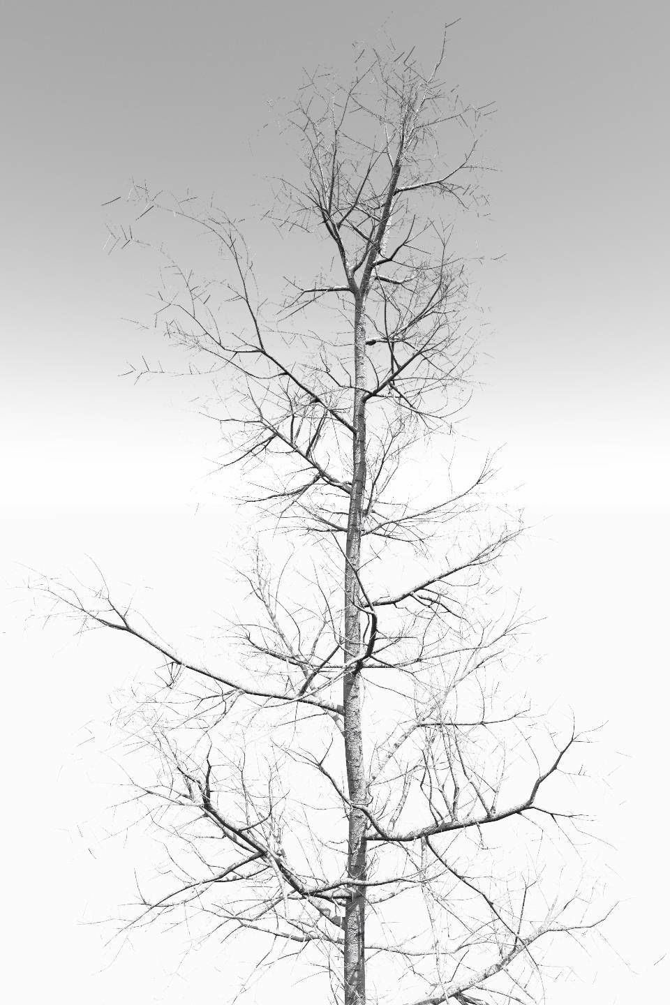 Seasonal Adult Quaking Aspen - Variation 1 3D model_6