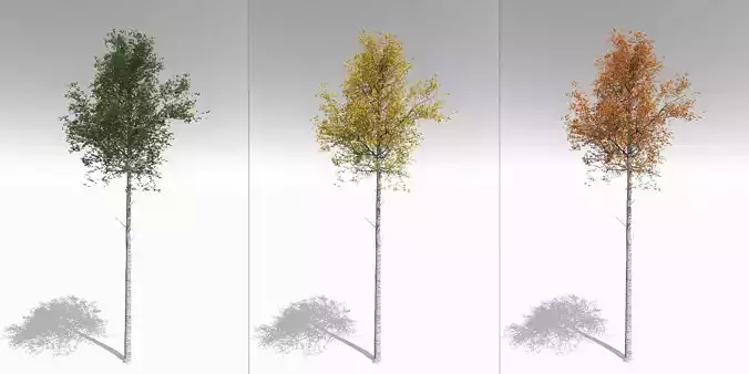 Seasonal Tall Mature Quaking Aspen - Variation 2 3D model