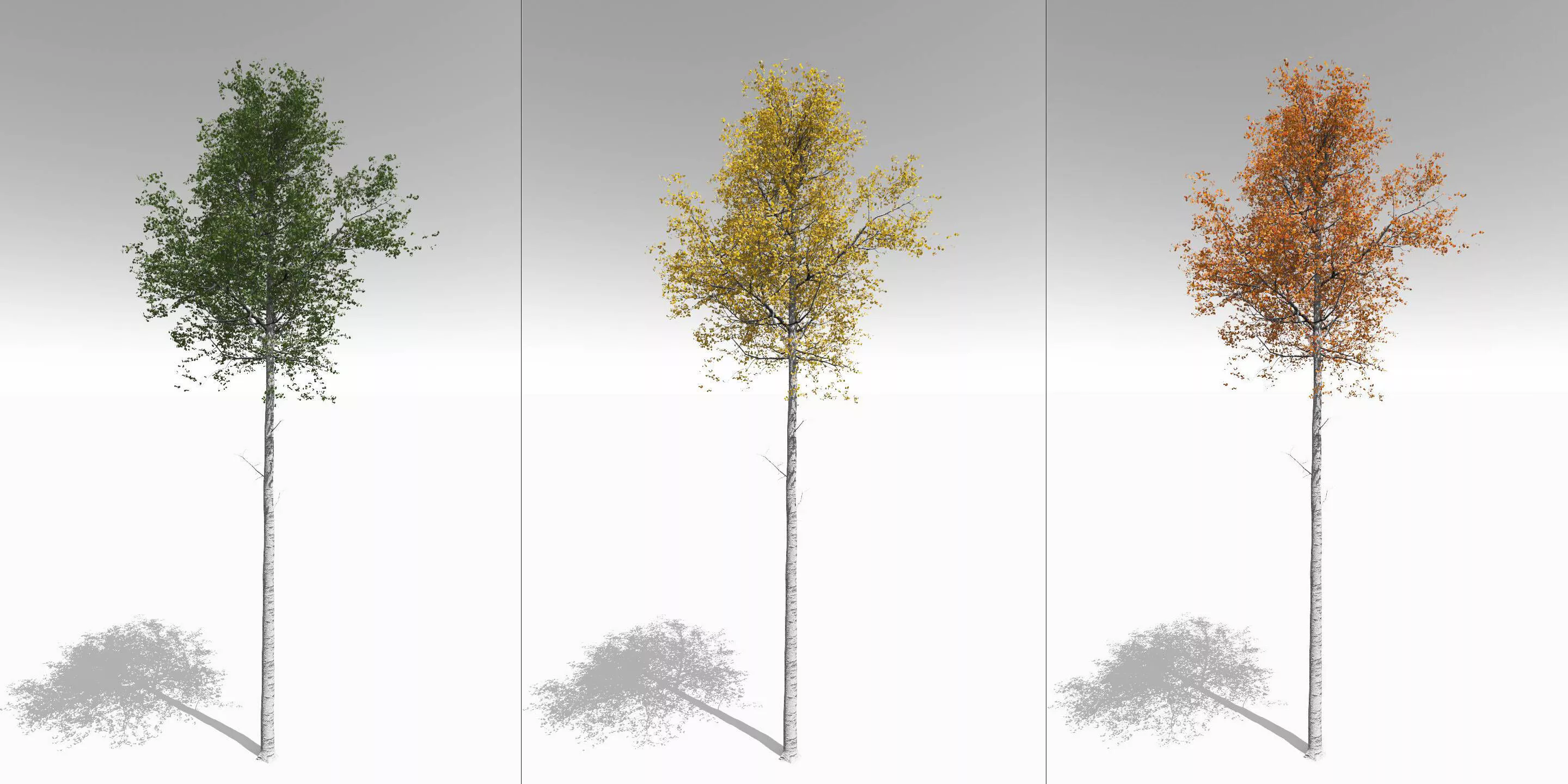Seasonal Tall Mature Quaking Aspen - Variation 2 3D model