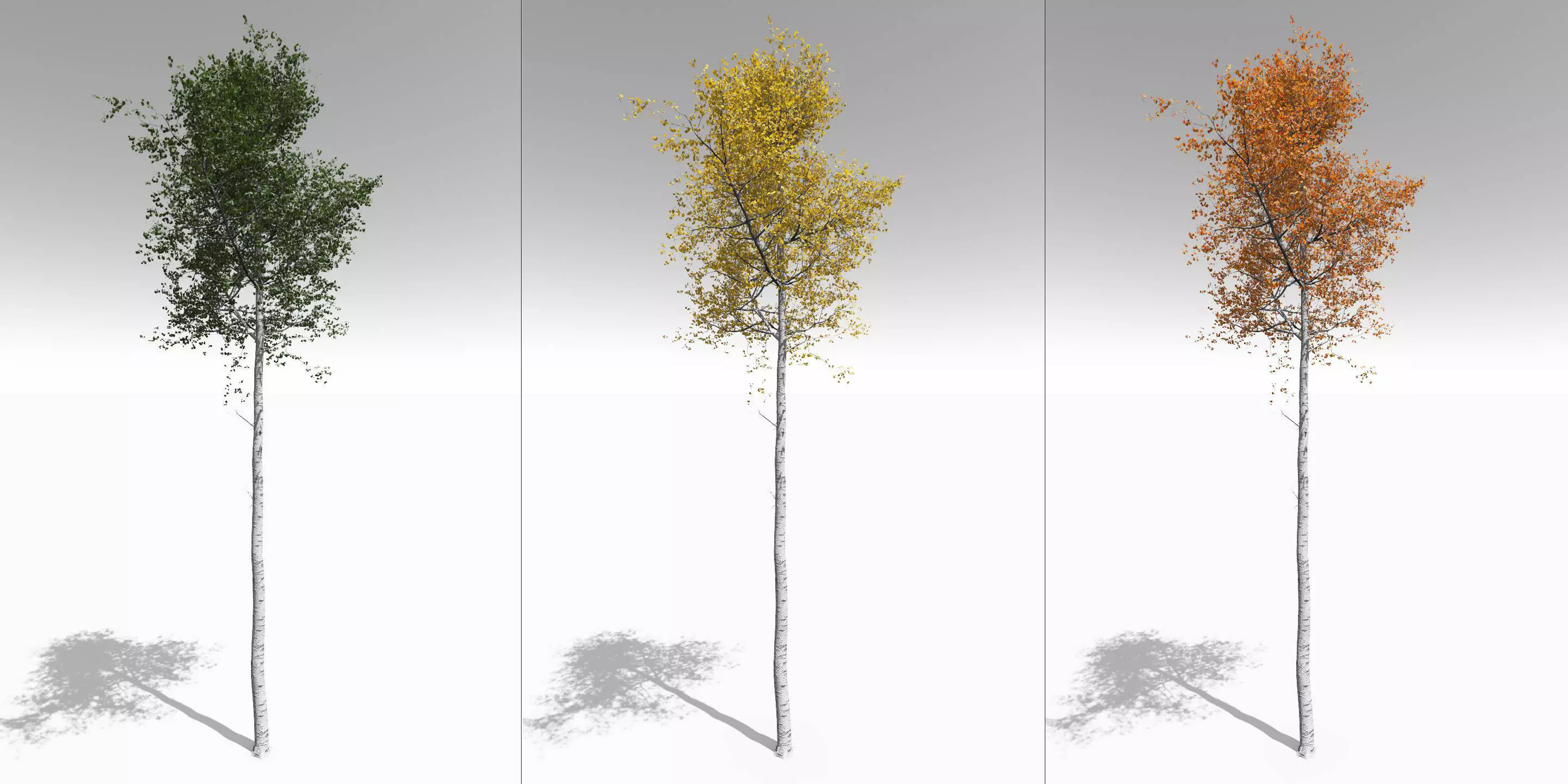 Seasonal Tall Mature Quaking Aspen - Variation 1 3D model_0