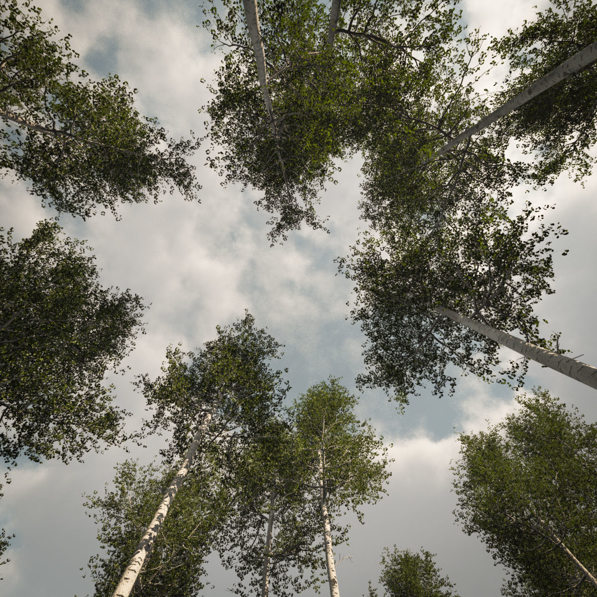 Seasonal Tall Mature Quaking Aspen - Variation 1 3D model_4