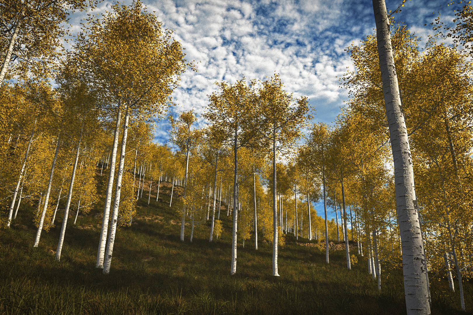 Seasonal Tall Mature Quaking Aspen - Variation 1 3D model_1