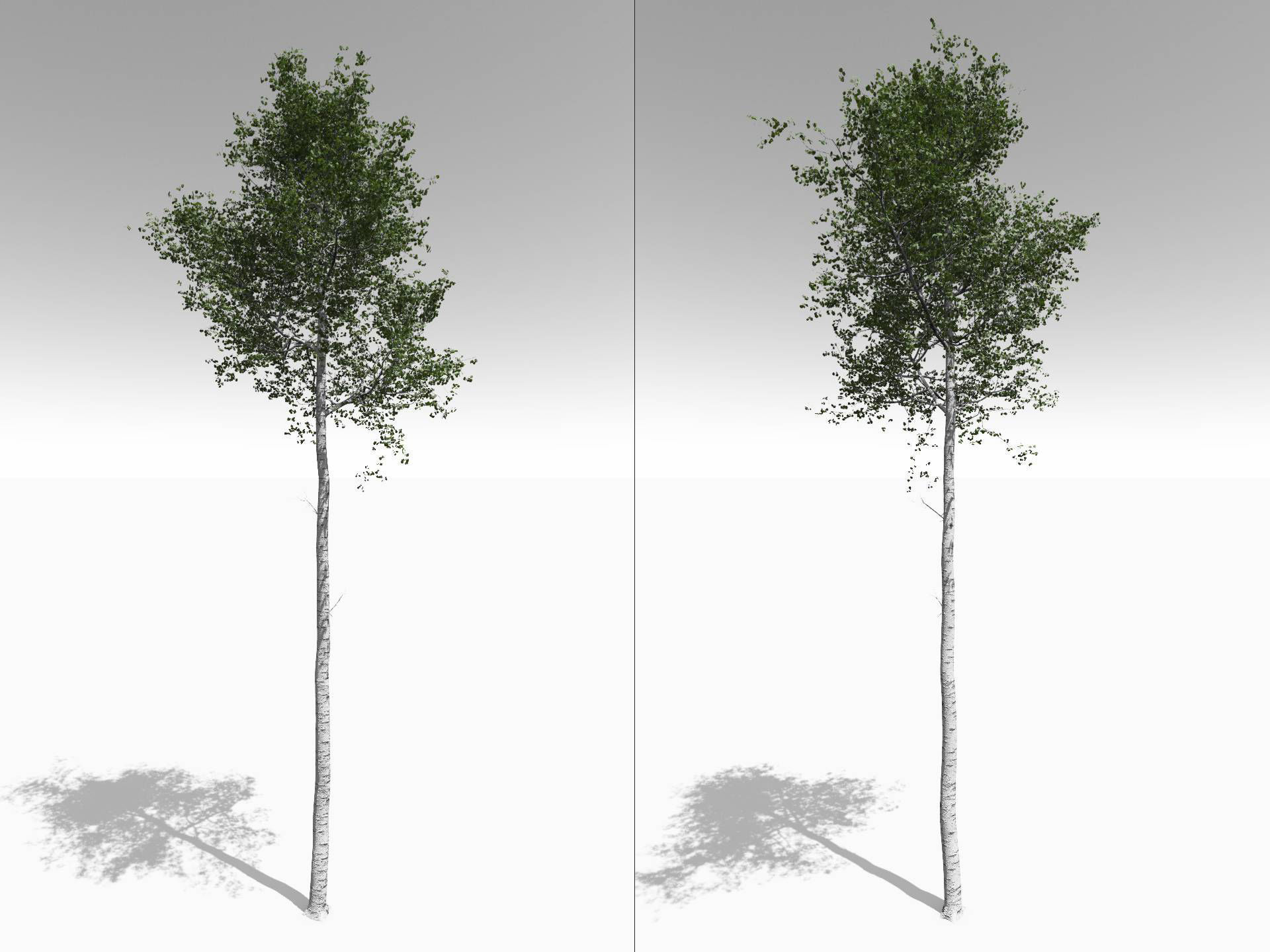 Seasonal Tall Mature Quaking Aspen - Variation 1 3D model_6
