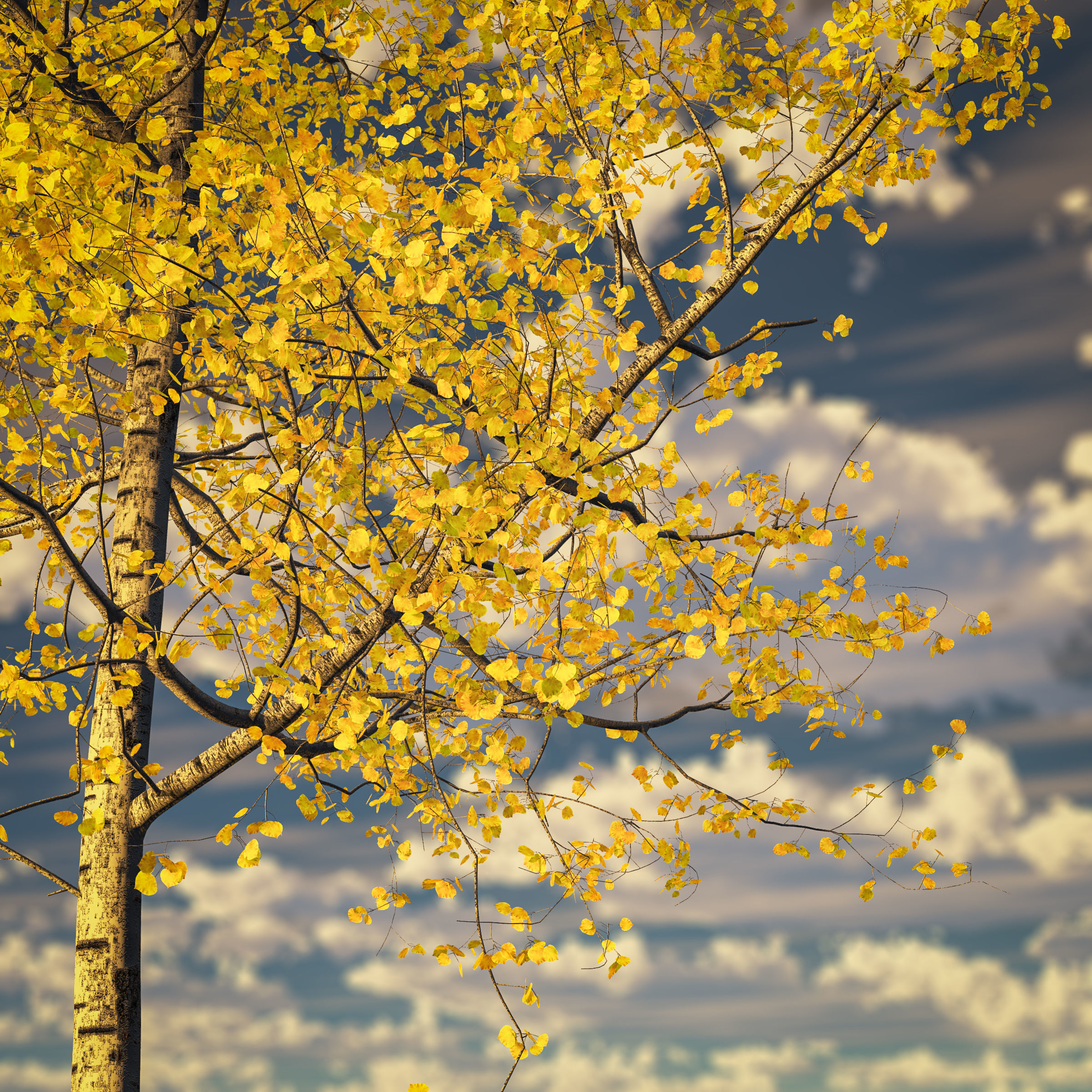 Seasonal Tall Mature Quaking Aspen - Variation 1 3D model_5