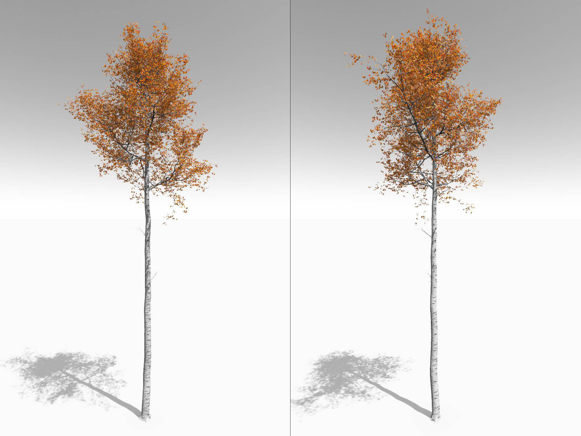 Seasonal Tall Mature Quaking Aspen - Variation 1 3D model_8